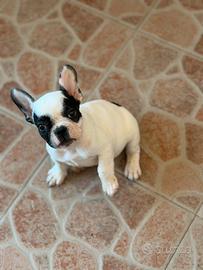 Cagnolini bulldog francesi