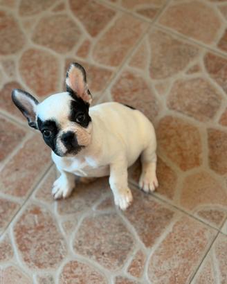 Cagnolini bulldog francesi