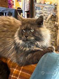 Maine coon adulto in adozione