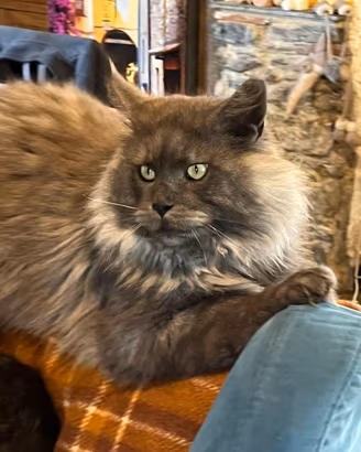 Maine coon adulto in adozione
