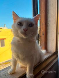 Kandinskij  (Kotja) desidera una  casa🐾