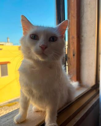 Kandinskij  (Kotja) desidera una  casa🐾