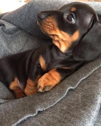 Bassotto kaninchen