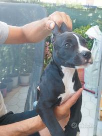 Pitbull