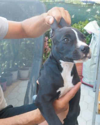 Pitbull