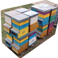 Apicoltura - Arnie 10 favi