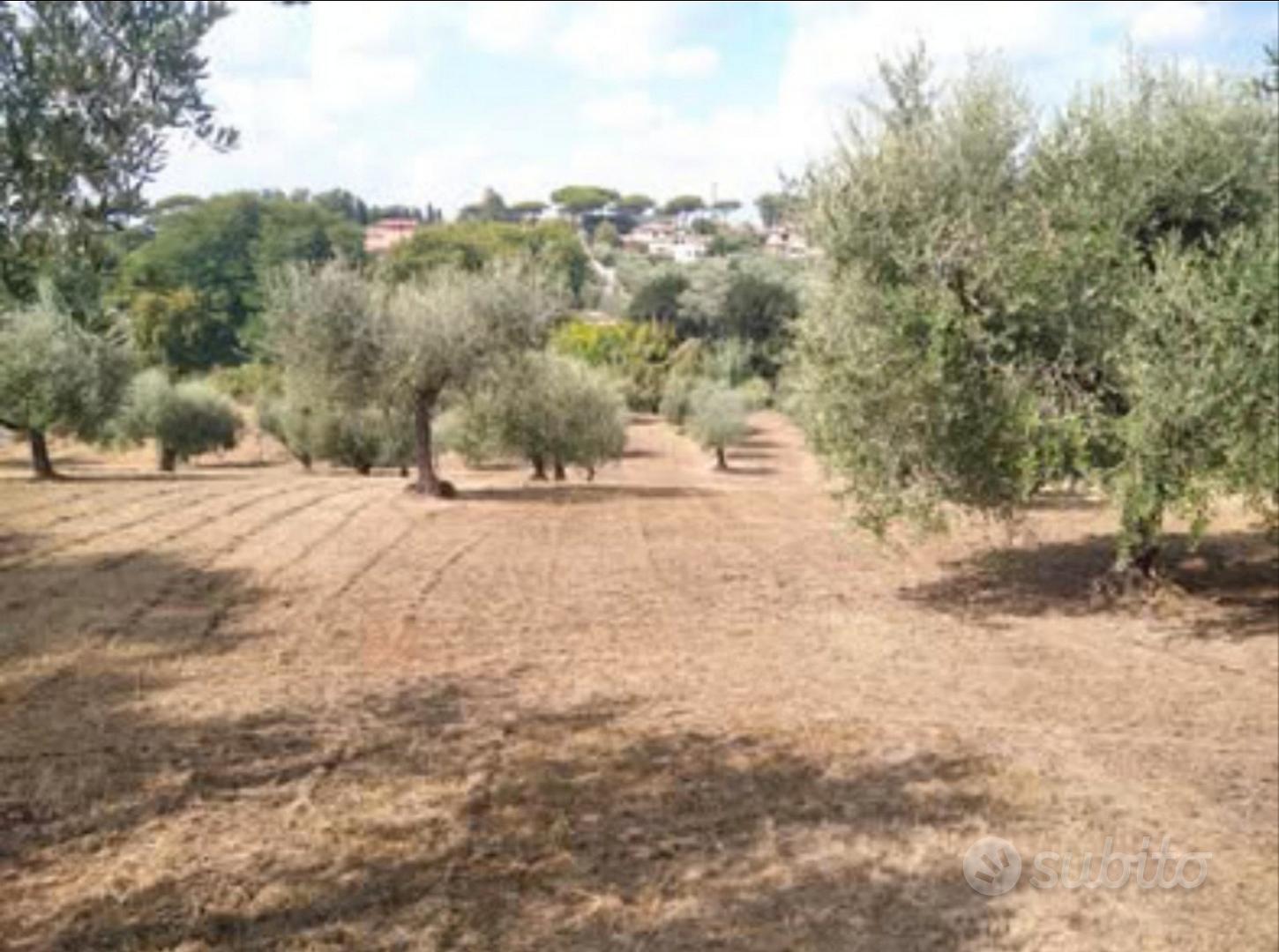 Terreno edificabile con uliveto - Ansicht 6