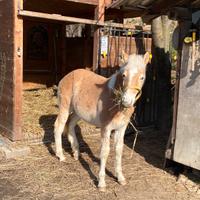 Puledro Haflinger