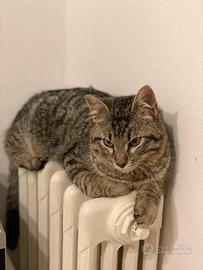Adozione Gatto Haru
