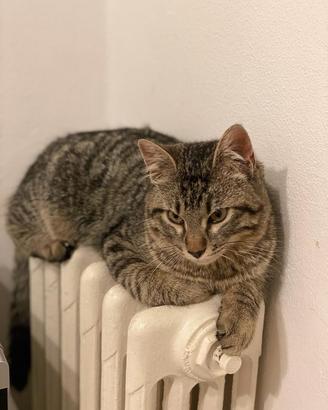 Adozione Gatto Haru