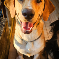 Jared, stupendo cucciolone