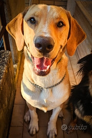 Jared, stupendo cucciolone