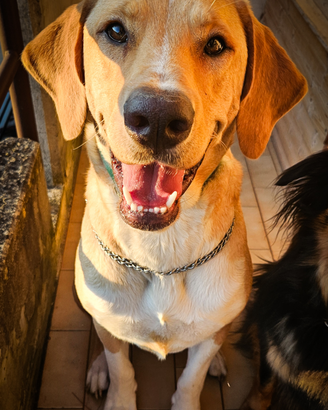 Jared, stupendo cucciolone