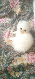 Gatto persiano di tre mesi