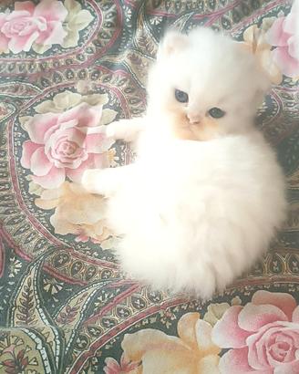 Gatto persiano di tre mesi