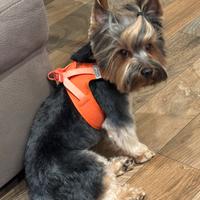 Yorkshire per accoppiamento