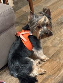 Yorkshire per accoppiamento