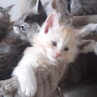 Maine Coon cuccioli