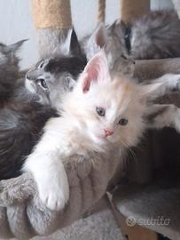 Maine Coon cuccioli