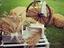 Immagine 5