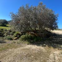 Terreno - Caltanissetta