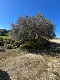 Terreno - Caltanissetta