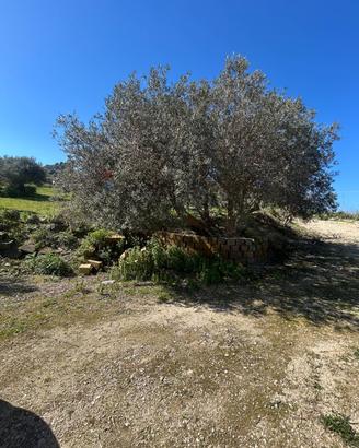 Terreno - Caltanissetta