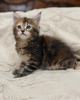 Maine Coon disponibili