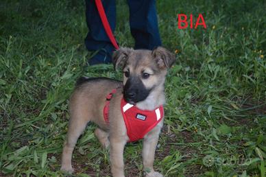 Cucciole Bea e Bia da adottare