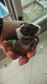 Porcellini d'india baby