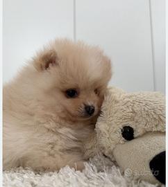 Spitz tedesco volpino nano