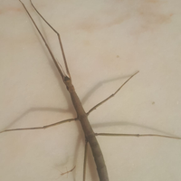 FASMIDI Insetti stecco Medauroidea Extradentata