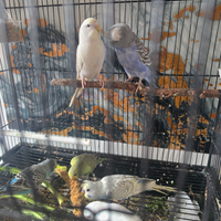 Coppie cocoriti socievoli attivi