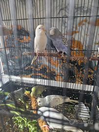 Coppie cocoriti socievoli attivi