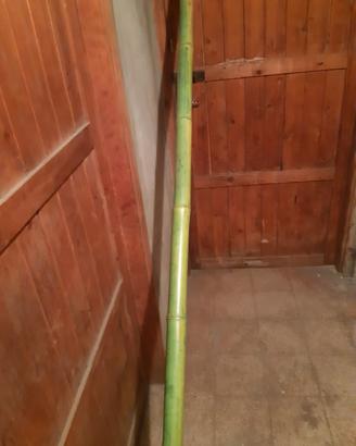 canne in bambu