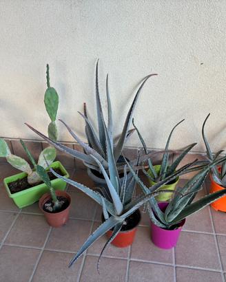 Cinque piante di aloe vera +2 fico d India nano
