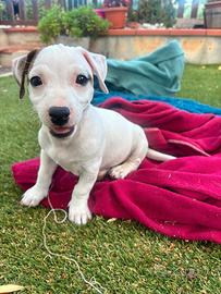 Cucciolo di jack russell