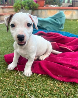 Cucciolo di jack russell