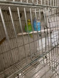 Vend in blocco 13 cocoriti 2026 già riproduttivi