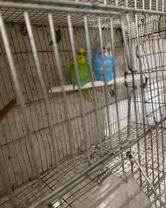 Vend in blocco 13 cocoriti 2026 già riproduttivi