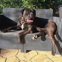 Cane corso stallone