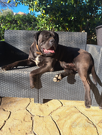 Cane corso stallone