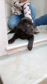 Labrador Cuccioli