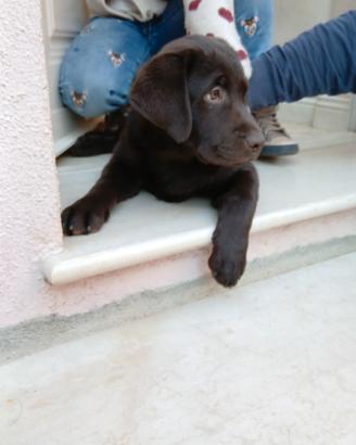 Labrador Cuccioli