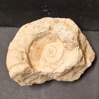 Fossile Conchiglia