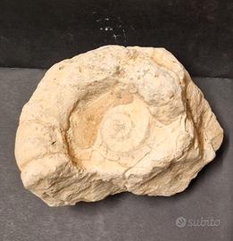 Fossile Conchiglia