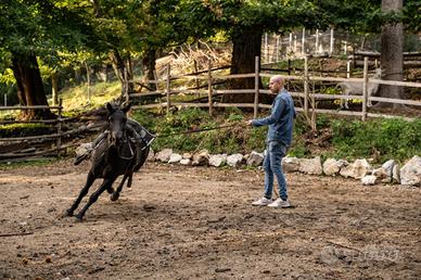 Cavallo murgese