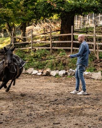 Cavallo murgese
