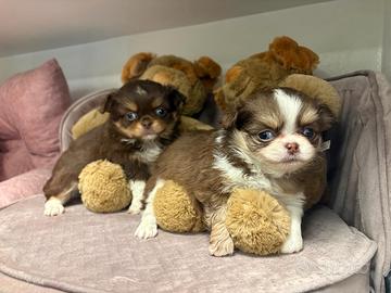 Chihuahua toy