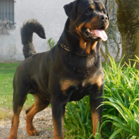 Adozione rottweiler